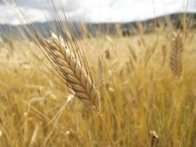Kastamonu Siyez Buğdayı